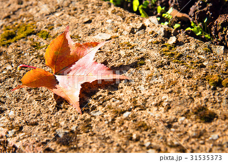 maple leaf with autumn colors 31535373