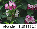 ハコネウツギ 31535618