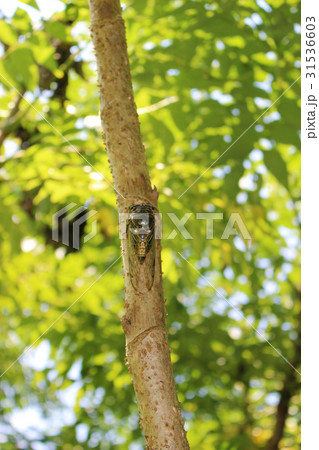タラの木に留まるクマゼミ 31536603