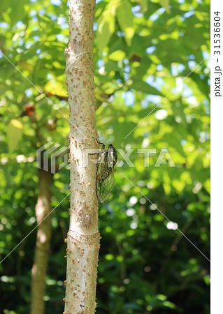 タラの木に留まるクマゼミ 31536604