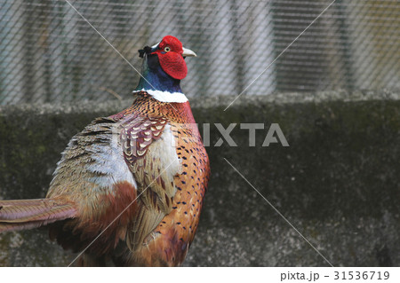 color ful male ring necked pheasant 31536719