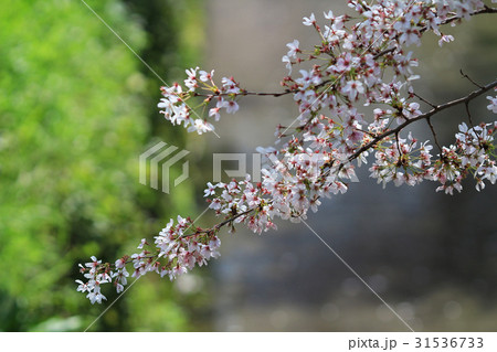 The cherry blossoms The cherry blossoms 31536733