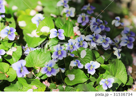 flower bed flower bed 31536734