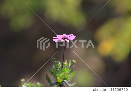 flower bed flower bed 31536750