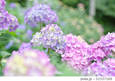 色とりどりの紫陽花　g 31537100