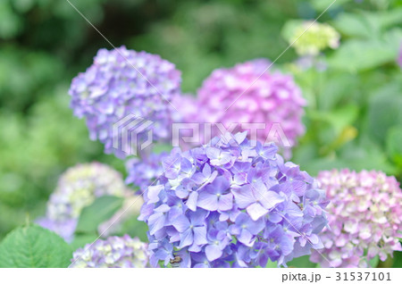 色とりどりの紫陽花 h 色とりどりの紫陽花 h 31537101