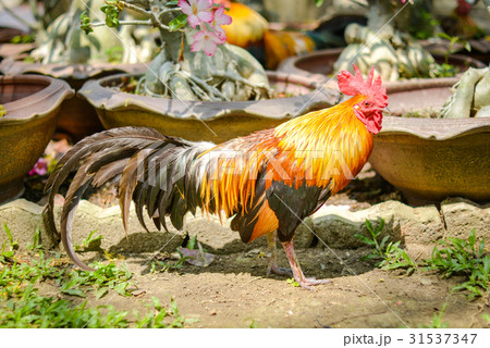 Rooster on green nature background 31537347