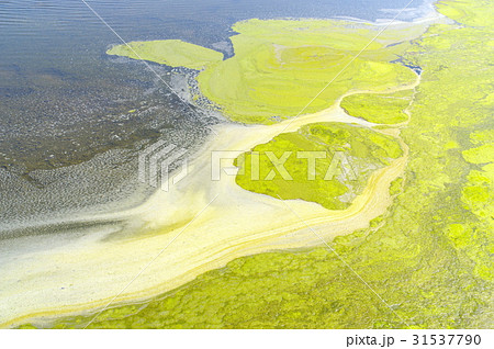 アオコの渦模様　水を引いた田植え前の水田　d 31537790