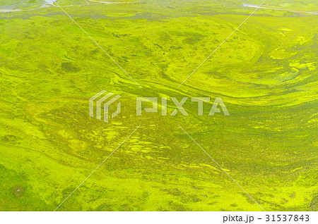 アオコの渦模様 水を引いた田植え前の水田 水面部分なし アオコの渦模様 水を引いた田植え前の水田 水面部分なし 31537843