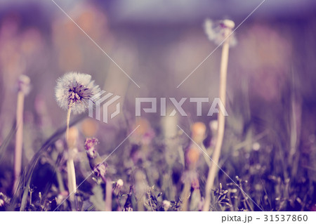 close up of Dandelion, spring abstract background 31537860