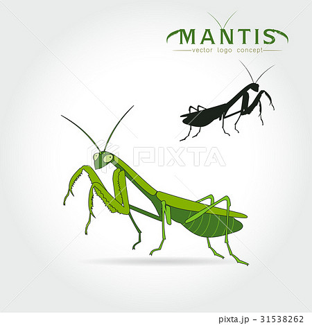 Green Mantis Vector Green Mantis Vector 31538262