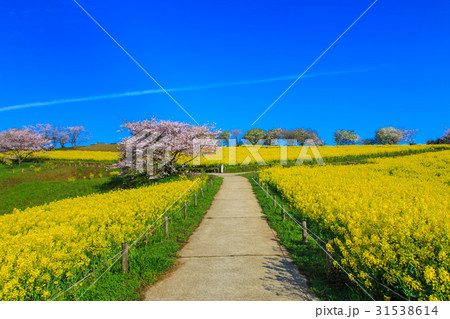 白木峰高原　菜の花と桜 31538614