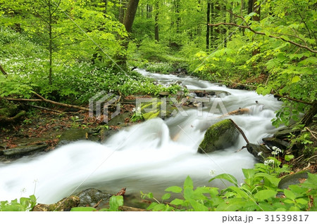 Stream flows through the spring forest 31539817