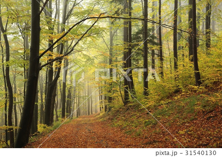 Autumn beech forest in foggy weather 31540130