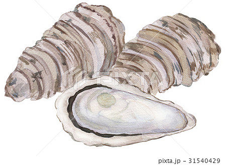 手描き 水彩 牡蠣 カキのイラスト素材
