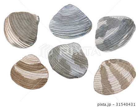 手描き 水彩 貝 アサリ ハマグリのイラスト素材