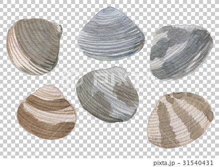 手描き 水彩 貝 アサリ ハマグリのイラスト素材