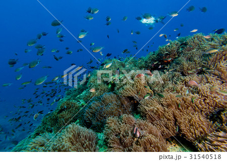 School of fish on the sea anemone School of fish on the sea anemone 31540518