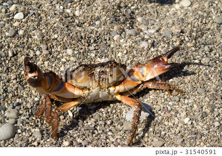 Crab on the pebbles Crab on the pebbles 31540591