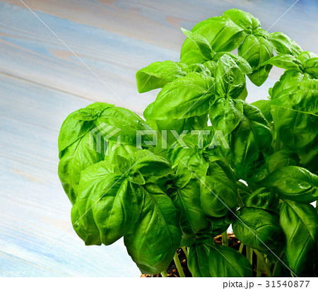Fresh Green Basil 31540877