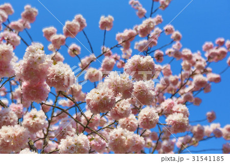 Spring Cherry blossoms, pink flowers. 31541185