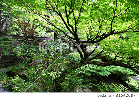 宝泉院　鶴亀庭園 31542087