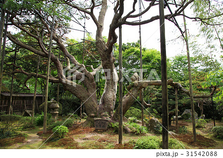 宝泉院 盤桓園 五葉乃松 宝泉院 盤桓園 五葉乃松 31542088