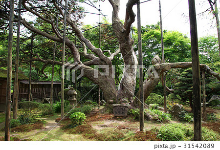 宝泉院 盤桓園 五葉乃松 宝泉院 盤桓園 五葉乃松 31542089