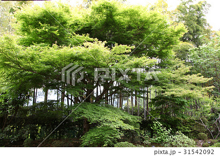 宝泉院 盤桓園 宝泉院 盤桓園 31542092