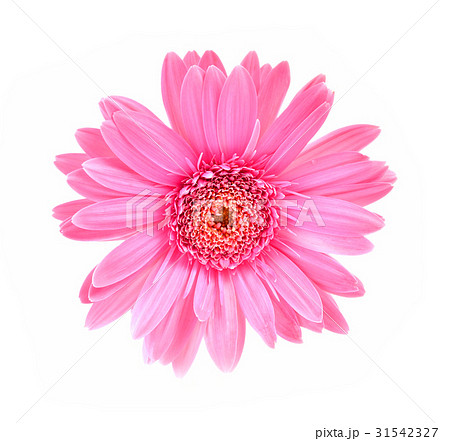 Gerbera flower isolated white background 31542327