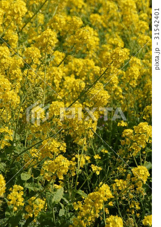 油菜 アブラナ 花言葉は「快活な愛」 油菜 アブラナ 花言葉は「快活な愛」 31542401