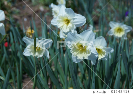 大杯水仙 アイスフォーリス 大杯水仙 アイスフォーリス 31542413