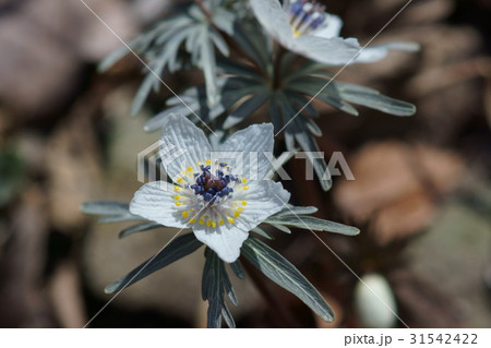 節分草 セツブンソウ 花言葉は ほほえみ の写真素材