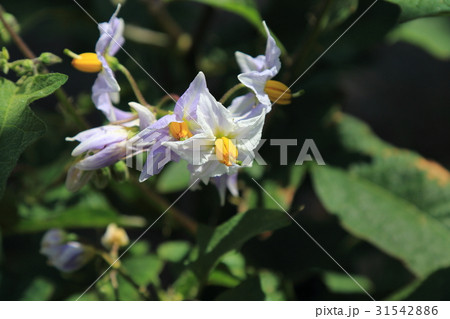 ワルナスビの花 31542886
