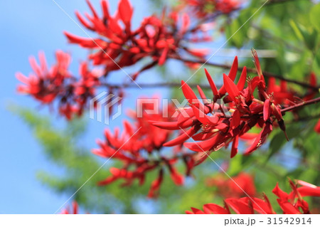 ヒシバデイゴの花 31542914