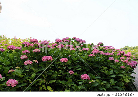 アジサイ アジサイ 31543137