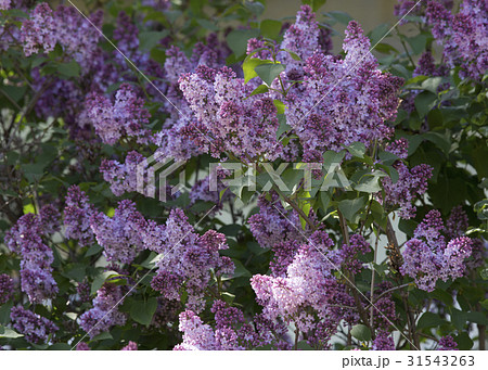 Beautiful Lilac blossoms 31543263