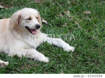 lovely funny white cute fat compact size young dog lovely funny white cute fat compact size young dog 31543599