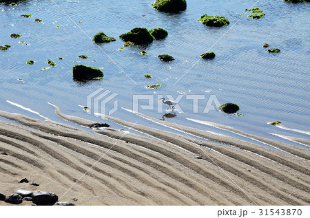 海沿い 海浜 海 31543870