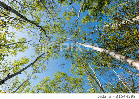 シラカバ林 31544598