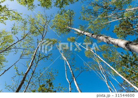シラカバ林 31544600