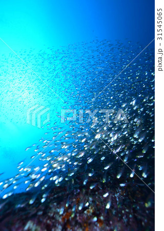 キンメモドキの群れ 31545065