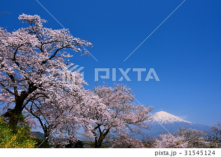 富士山と桜 富士山と桜 31545124