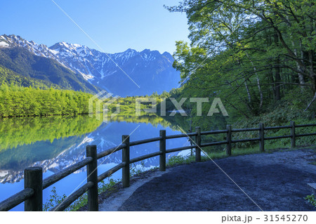 上高地 新緑 上高地 新緑 31545270