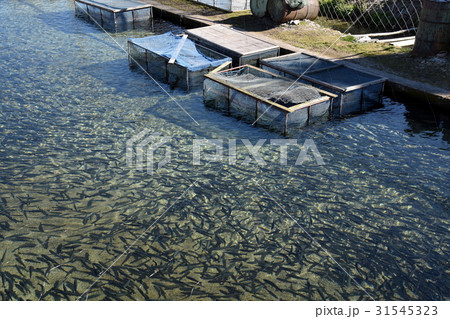 養殖所のニジマス 31545323