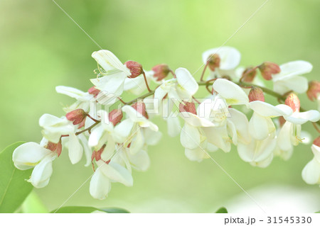 ニセアカシアの花 31545330