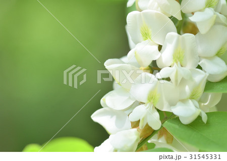 ニセアカシアの花 31545331