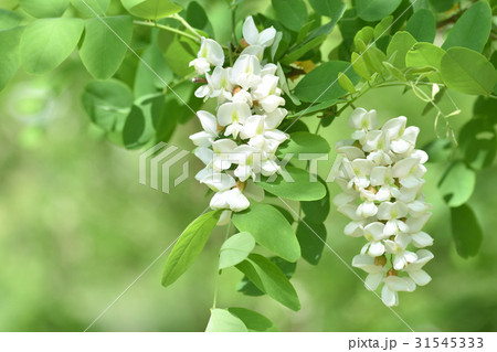 ニセアカシアの花 ニセアカシアの花 31545333