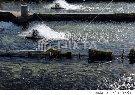 ニジマスの養殖 ニジマスの養殖 31545335