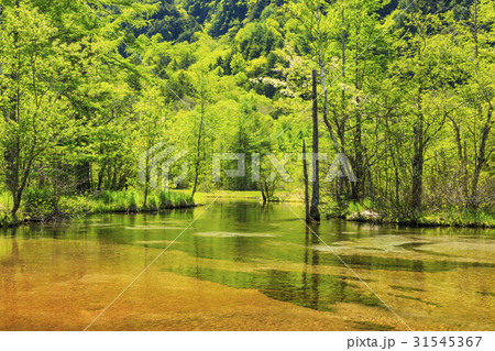 上高地　田代池　新緑 31545367